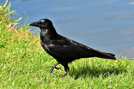 black bird on green grasses beside body of water thumbnail