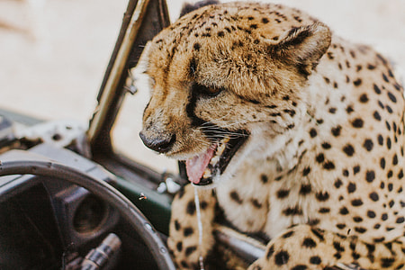photography of cheetah about to climb inside the car thumbnail