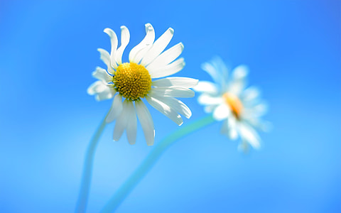 white Daisy in bloom at daytime thumbnail