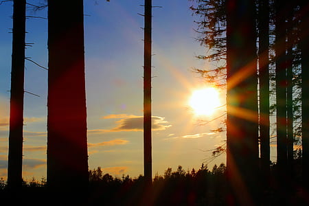 silhouette photo of trees during golden hour thumbnail