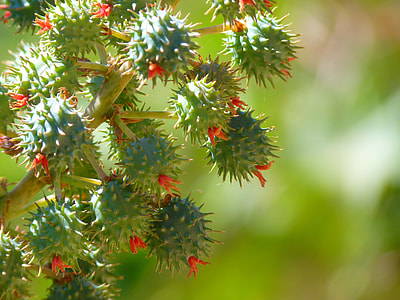 selective focus photography of round green fruit plant thumbnail