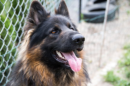 tan and brown German shepherd thumbnail