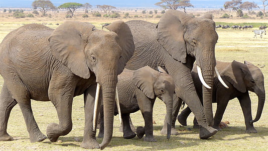 four gray elephant photo thumbnail