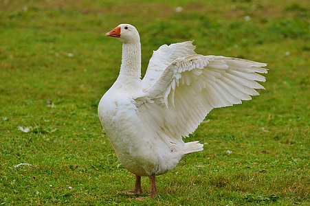 white goose thumbnail