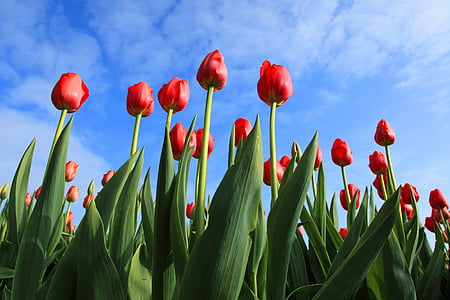 red tulip flowers during daytime thumbnail
