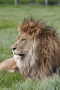 Lion laying on the grass field thumbnail