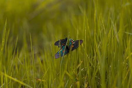 selective focus photography of mating black-green-red swallowtail butterflies while perched on green grass thumbnail