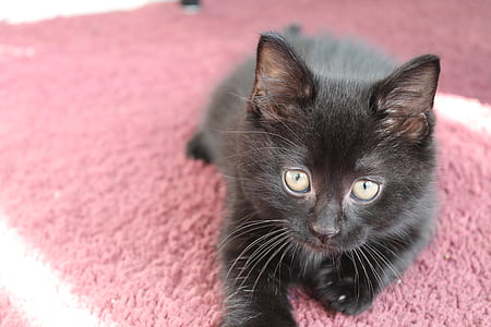 black kitten laying on ground thumbnail