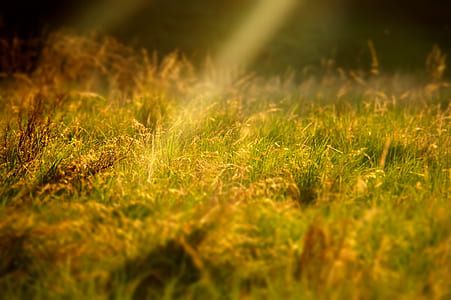 shallow focus photography of green grass thumbnail
