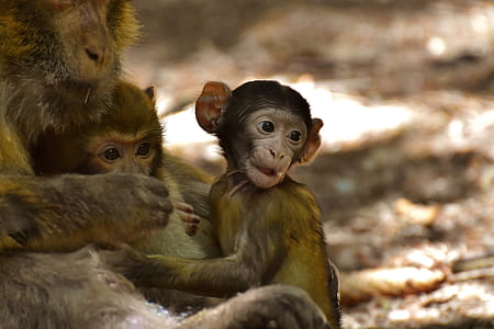 shallow focus photography of monkeys thumbnail