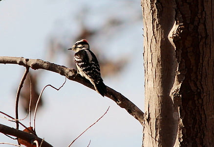 selective focus photography woodpecker on bough thumbnail