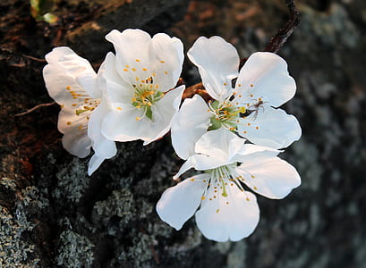 tilt shift photography of white flowers thumbnail