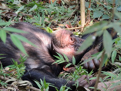 selective focus photography of monkey lying on grass thumbnail