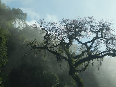 photography of bare tree thumbnail