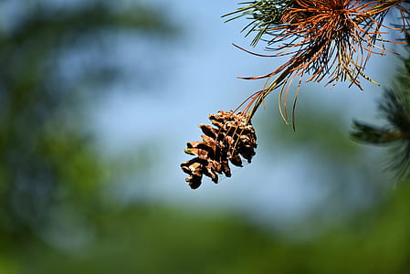 selective focus photography of brown pine cone thumbnail