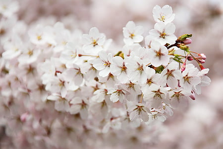 shallow depth of field photo of white petaled flowers thumbnail