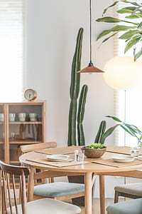 Green Cactus Plant Near to White Ceramic Plate on Brown Wooden Table thumbnail