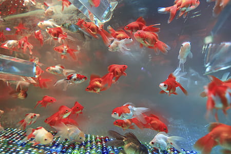 shoal of fish thumbnail