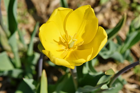 selective focus photography of yellow tulip flower thumbnail