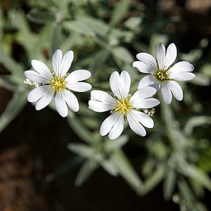 closeup photo of three white petal flowers thumbnail