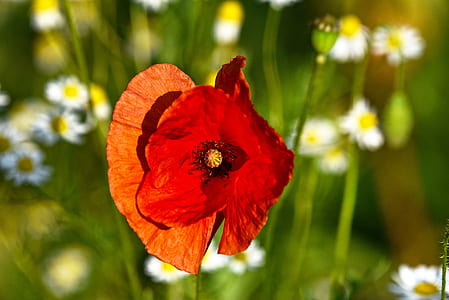 selective focus photography of red poppy in bloom thumbnail