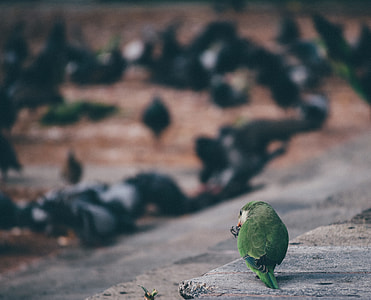 Bird thumbnail