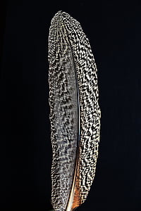 white and black feather thumbnail