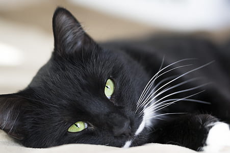 short-coated black cat in macro shot thumbnail