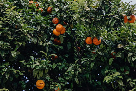 Oranges on the tree, Lagos, Portugal thumbnail