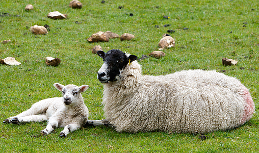 sheep laying on green grass thumbnail