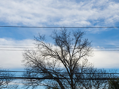 bare tree thumbnail