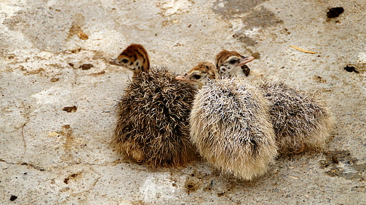 three brown and beige bird chicks on gray surface thumbnail