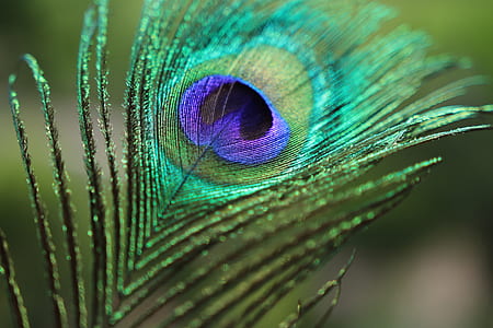 teal, purple, and green peacock feather thumbnail