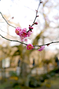 pink petaled flower on branch during daytime thumbnail