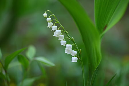 white flower thumbnail