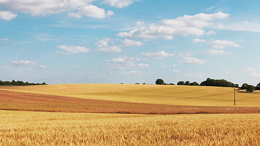 wheat field during daytime thumbnail