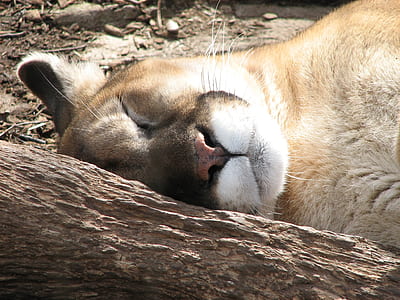 cougar sleeping on tree trunk thumbnail