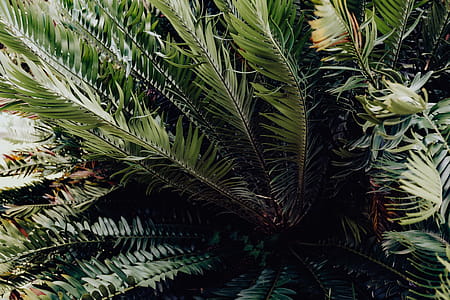 Tropical palm leaves, floral pattern background thumbnail