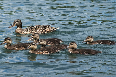 flock of swans on body of water thumbnail