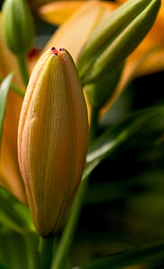yellow flower thumbnail