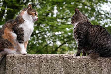two brown cats on wall thumbnail