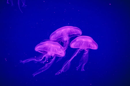 three pink jelly fish artwork thumbnail
