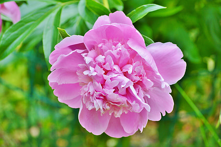 selective focus photo of pink peony in bloom thumbnail