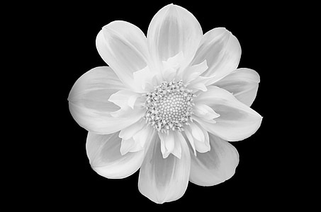 white flowers focus photography thumbnail