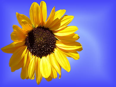 close up photography of yellow sunflower thumbnail
