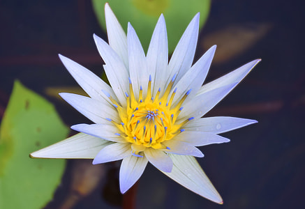Water Lilly, White Water Lilly thumbnail