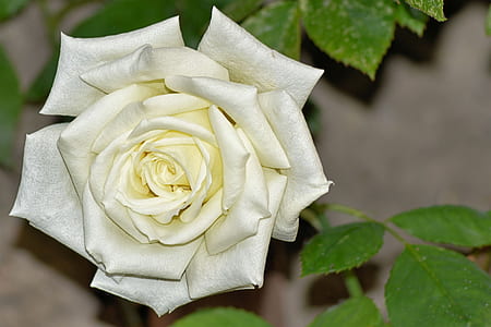 macro photography of white rose flower thumbnail