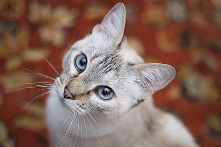selective focus photography of grey tabby cat thumbnail