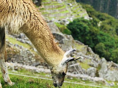 brown 4-legged animal on green grass thumbnail
