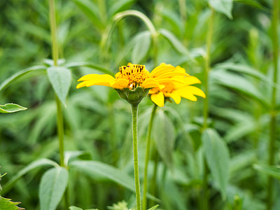 selective focus photo of yellow Mexican sunflower in bloom thumbnail